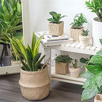 Giáo án PowerPoint Ngữ văn 9 Bài 9: Văn hóa hoa cây cảnh