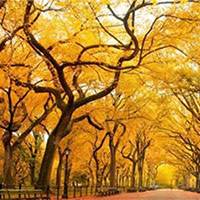 Giáo án PowerPoint Tiếng Việt 5: Chớm thu