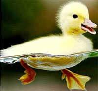 Giáo án mầm non: Nhận biết con vịt