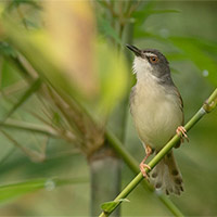 Giáo án PowerPoint Tiếng Việt 5: Chiền chiện bay lên