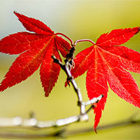 Giáo án PowerPoint Ngữ văn 8 Bài 7: Lá đỏ  