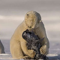 Giáo án PowerPoint Ngữ văn 8 Bài 9: Choáng ngợp và đau đớn những cảnh báo từ loạt phim Hành tinh của chúng ta  