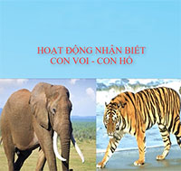Giáo án mầm non: Nhận biết con voi con hổ