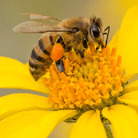 Văn bản Thương nhớ bầy ong