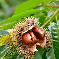 Văn bản Mùa thu về Trùng Khánh nghe hạt dẻ hát