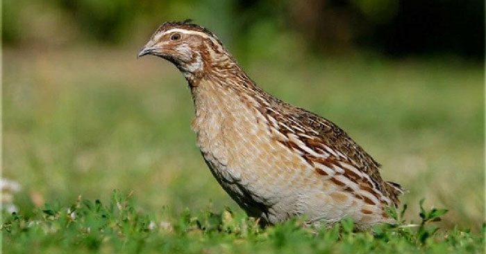 Văn bản Anh cút lủi