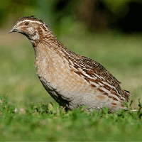 Văn bản Anh cút lủi