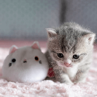 Viết 3 - 5 câu kể lại hoạt động của con mèo (4 mẫu) 