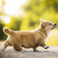 Viết 3 - 5 câu kể lại hoạt động của con chó (3 mẫu) 