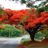 Giáo án PowerPoint Tiếng Việt 5 Bài 7: Cây phượng xóm Đông