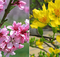 Giáo án mầm non: Nhận biết hoa đào - hoa mai