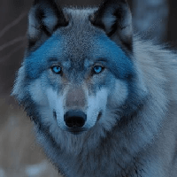 Đoạn trích Mắt sói