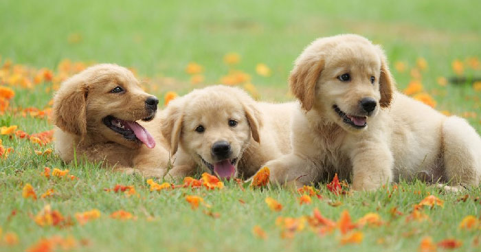 Viết đoạn văn ngắn kể về việc em chăm sóc một con vật nuôi trong nhà con chó