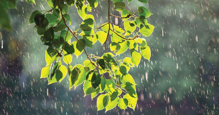 Văn bản Những chiếc lá thơm tho