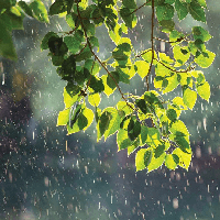 Văn bản Những chiếc lá thơm tho