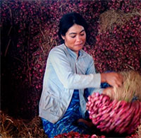 Giáo án Sinh hoạt dưới cờ lớp 7 tuần 31 chủ đề: Phát triển bền vững