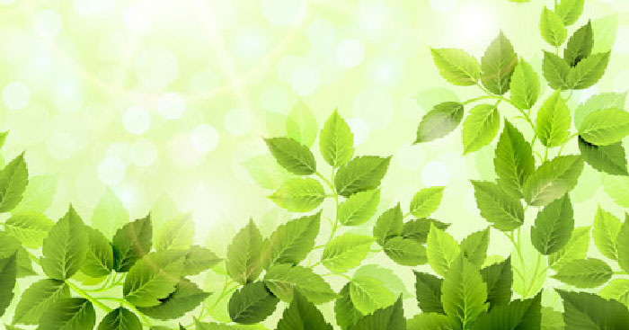 Văn bản Sức hấp dẫn của truyện ngắn “Chiếc lá cuối cùng”