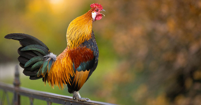 Văn bản Vẻ đẹp của bài thơ “Tiếng gà trưa”