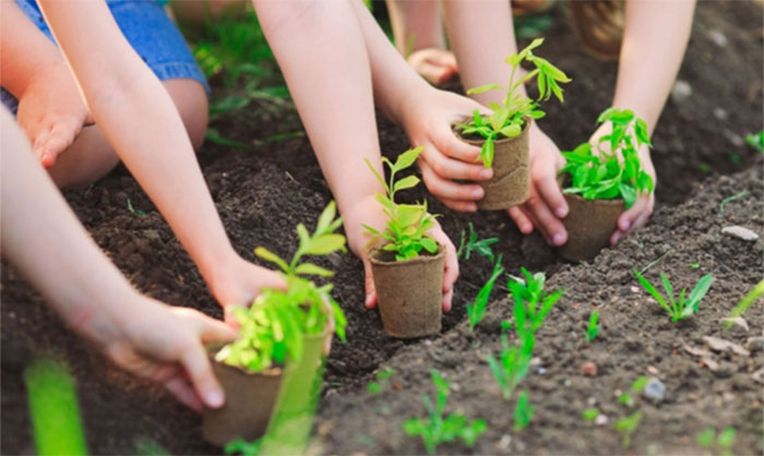 Phòng trào chăm sóc cây xanh