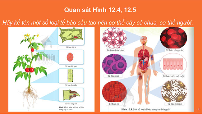 Sin hoc 6 CD 6*689763