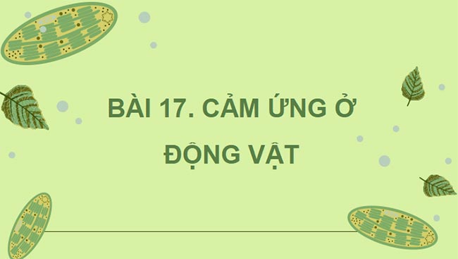 Giáo án PowerPoint Sinh học 11 Kết nối tri thức 