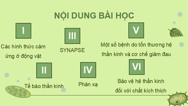 Giáo án PowerPoint Sinh học 11 Kết nối tri thức 