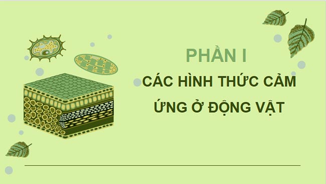 Giáo án PowerPoint Sinh học 11 Kết nối tri thức 