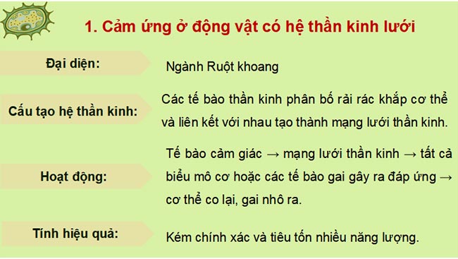 Giáo án PowerPoint Sinh học 11 Kết nối tri thức 