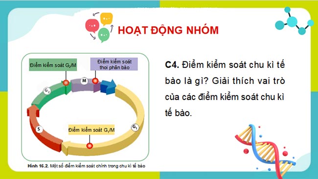 PowerPoint Sinh học 10 Kết nối tri thức - Học kì 2