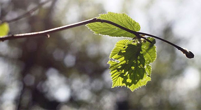 Hưởng ứng chương trình nhân đạo Lá lành đùm lá rách