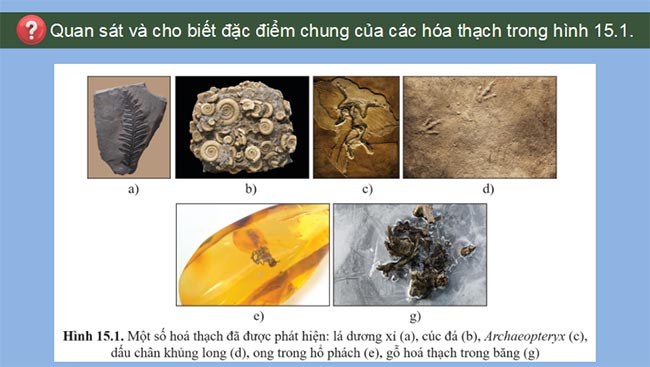 Sinh 12 CD HK2 5*693083