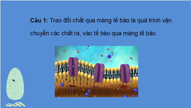 Trao đổi chất qua màng tế bào