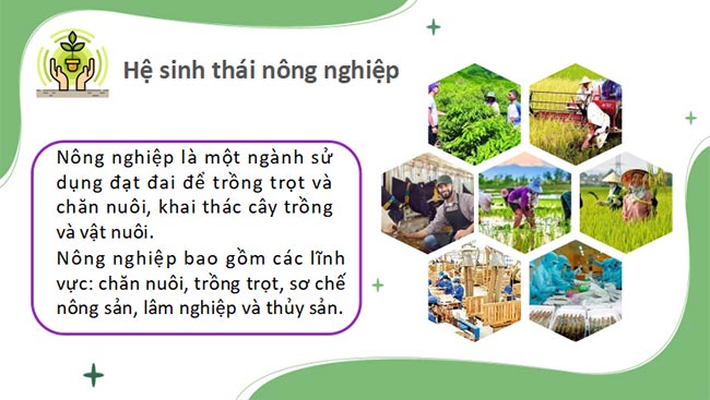 Chuyên đề học tập Sinh học 12 Chân trời sáng tạo