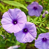 Giáo án PowerPoint Ngữ văn 6 Bài 3: Hoa bìm