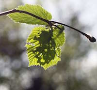 Giáo án Sinh hoạt lớp 6 tuần 22: Em với cộng đồng