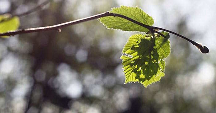 Hưởng ứng chương trình nhân đạo Lá lành đùm lá rách