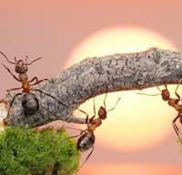 Giáo án Sinh hoạt lớp 7 tuần 14: Rèn luyện bản thân