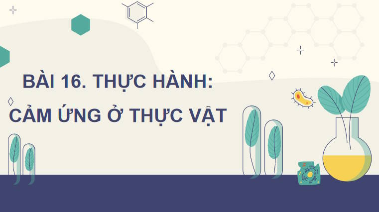 Thực hành Cảm ứng ở thực vật