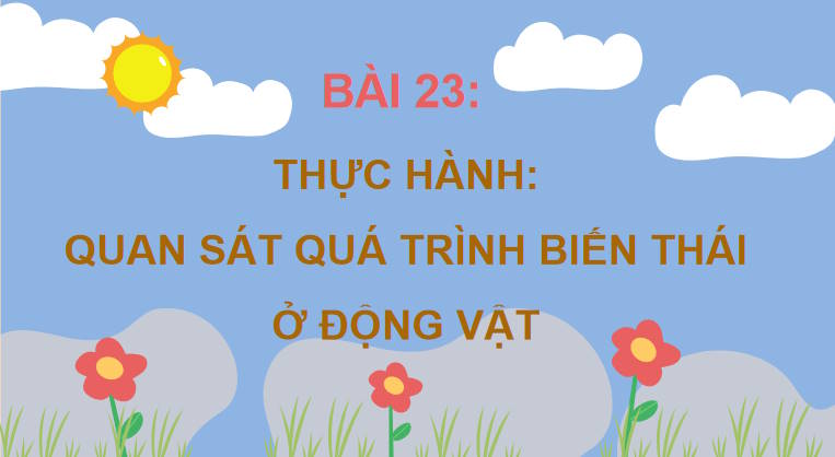 Giáo án PowerPoint Sinh học 11 Bài 23