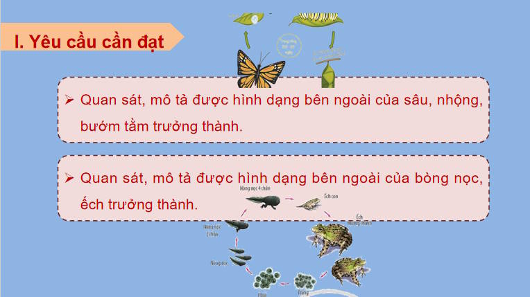Giáo án PowerPoint Sinh học 11 Bài 23