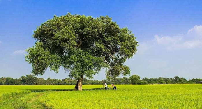  Hình ảnh quê hương 