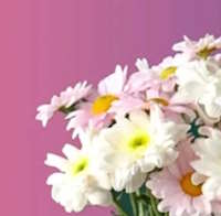 Giáo án Sinh hoạt lớp 5 tuần 12: Tôn sư trọng đạo