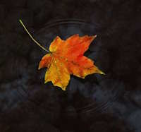 Giáo án Sinh hoạt lớp 5 tuần 31: Tự hào quê hương em