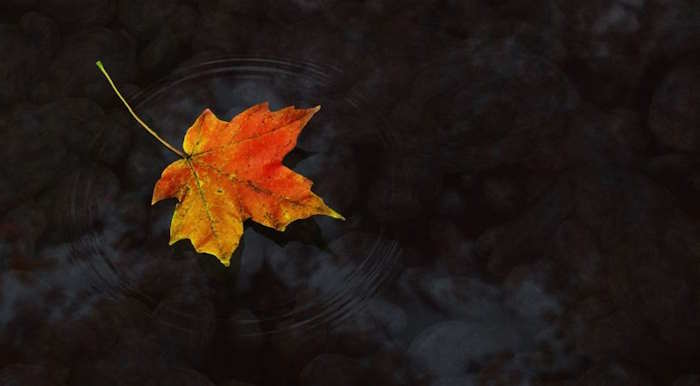 Mỗi hành động - Một chiếc lá