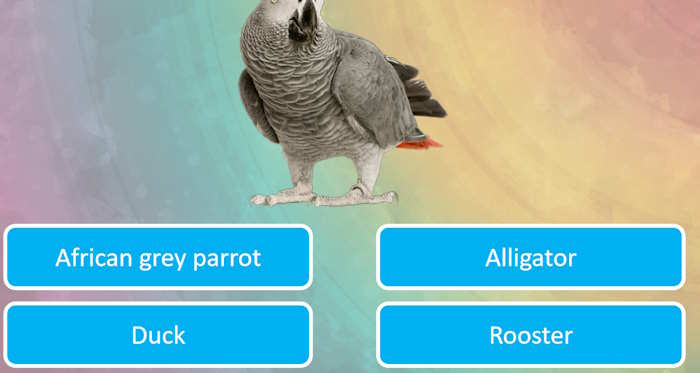 Trò chơi Đoán hình bằng bóng