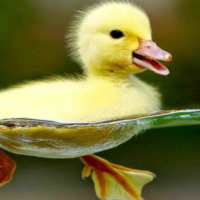 Giáo án PowerPoint Tiếng Việt 4 Bài 27: Luyện viết đoạn văn miêu tả con vật