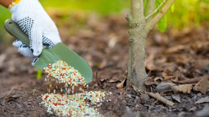 Thực hành chăm sóc cây xanh