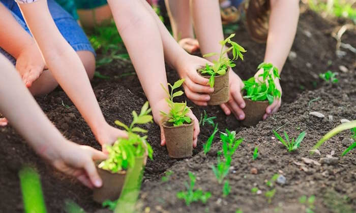 Kế hoạch chăm sóc cây xanh