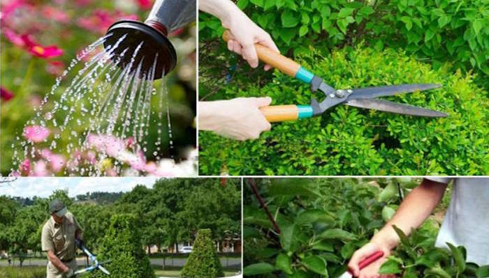 Thực hành chăm sóc cây xanh