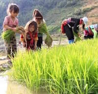 Giáo án Sinh hoạt lớp 2 tuần 12: Em yêu lao động sách Cánh diều